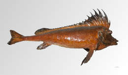 Image of Smooth Horsefish