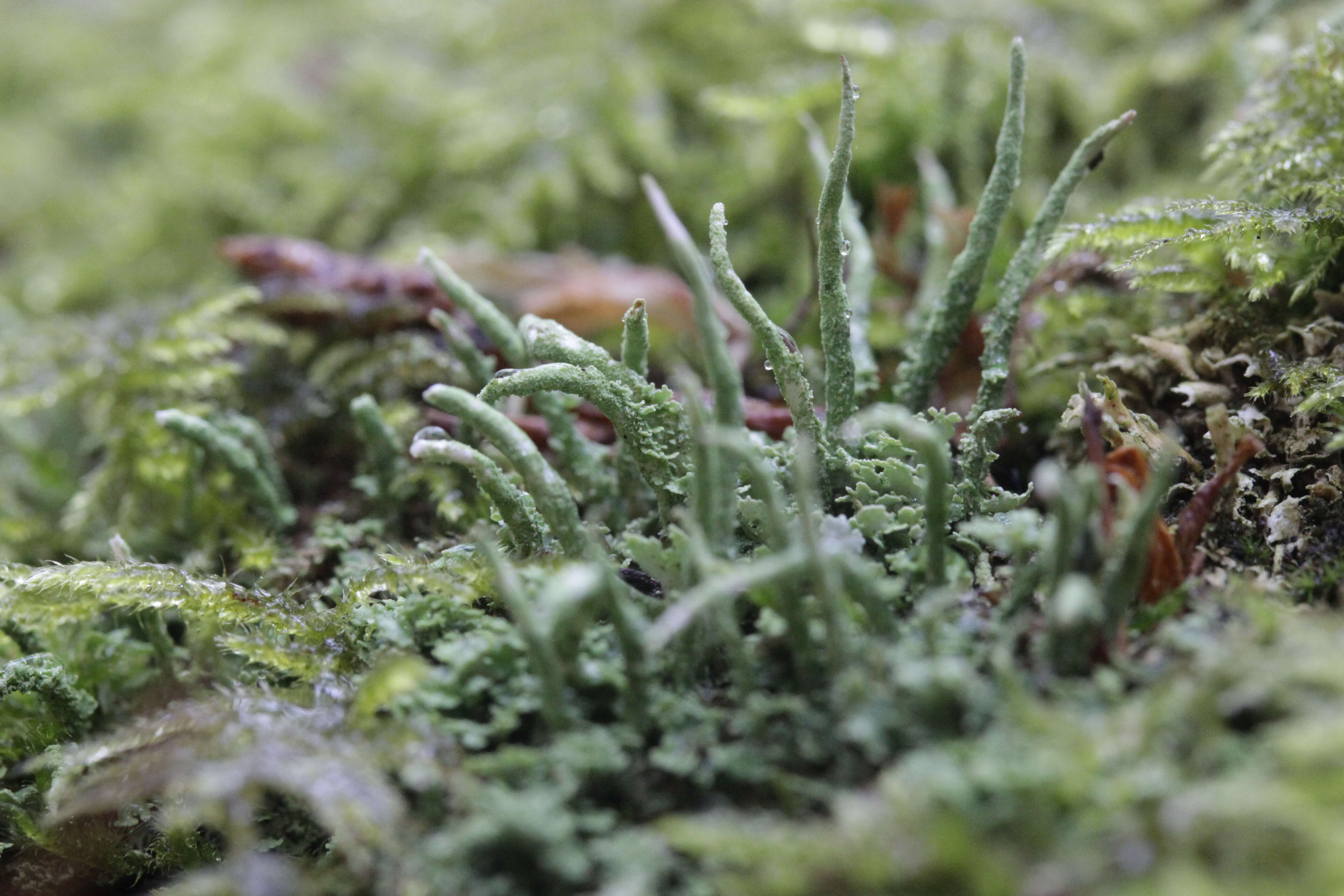 صورة Cladonia coniocraea (Flörke) Spreng.