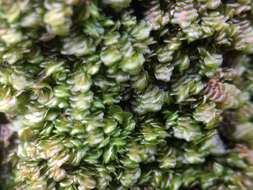 Image of dilated scalewort