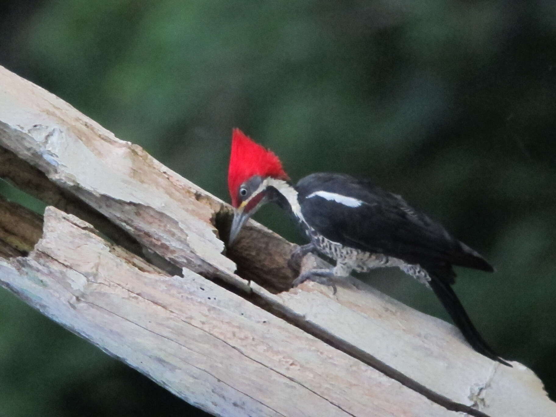 Image of Lineated Woodpecker