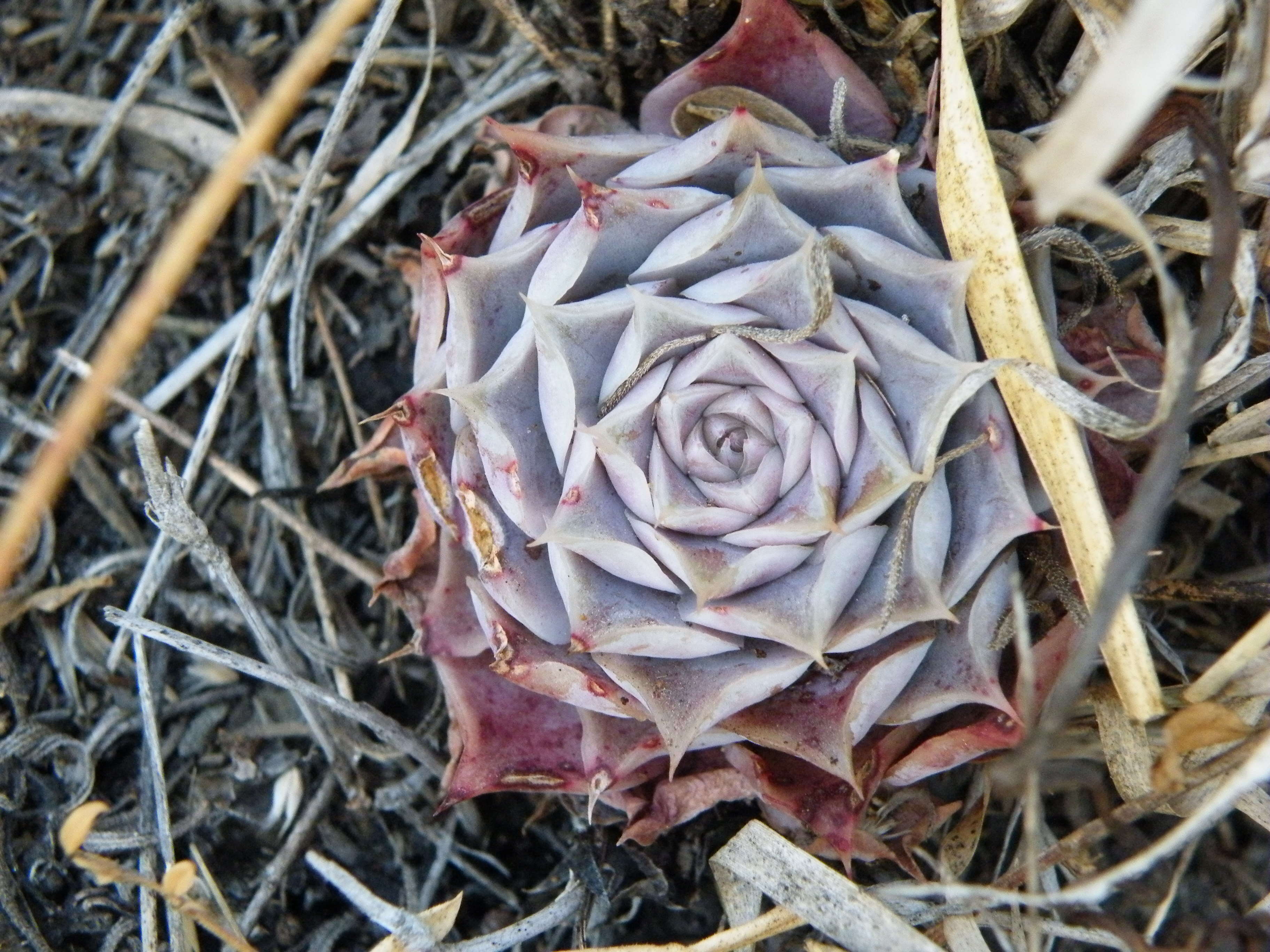 Image of hens and chicks