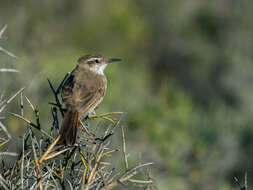 Image of Band-tailed Earthcreeper