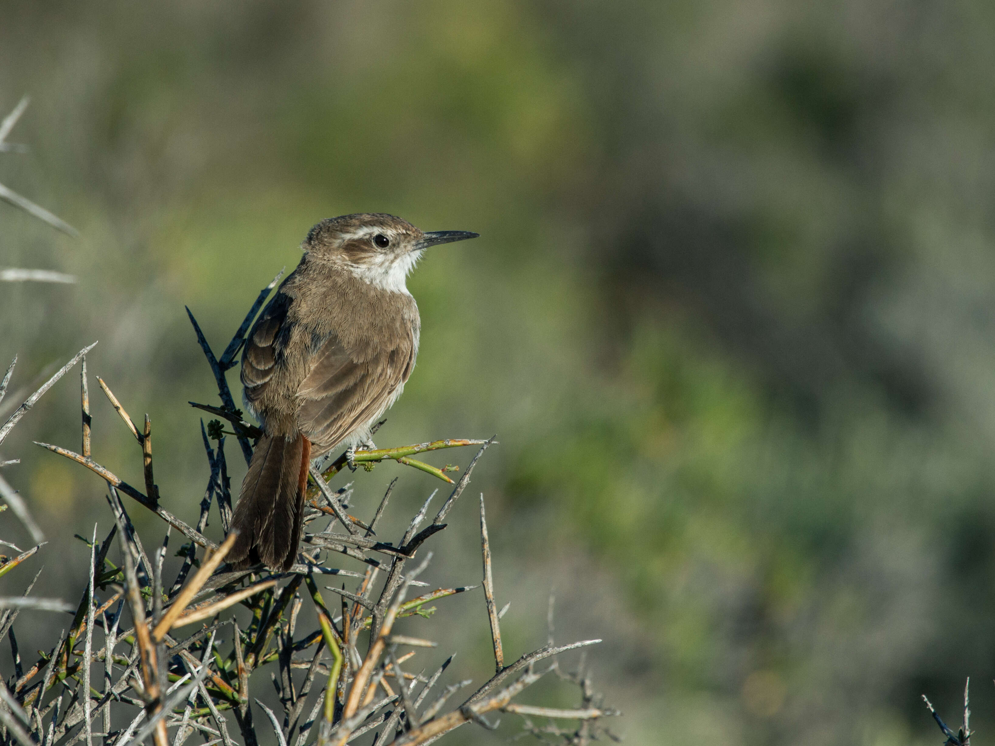 Image of Band-tailed Earthcreeper