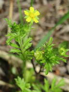 Image of Bushy Cinquefoil