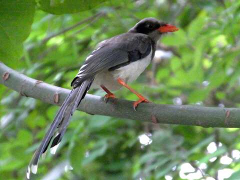 Image of Blue Magpie