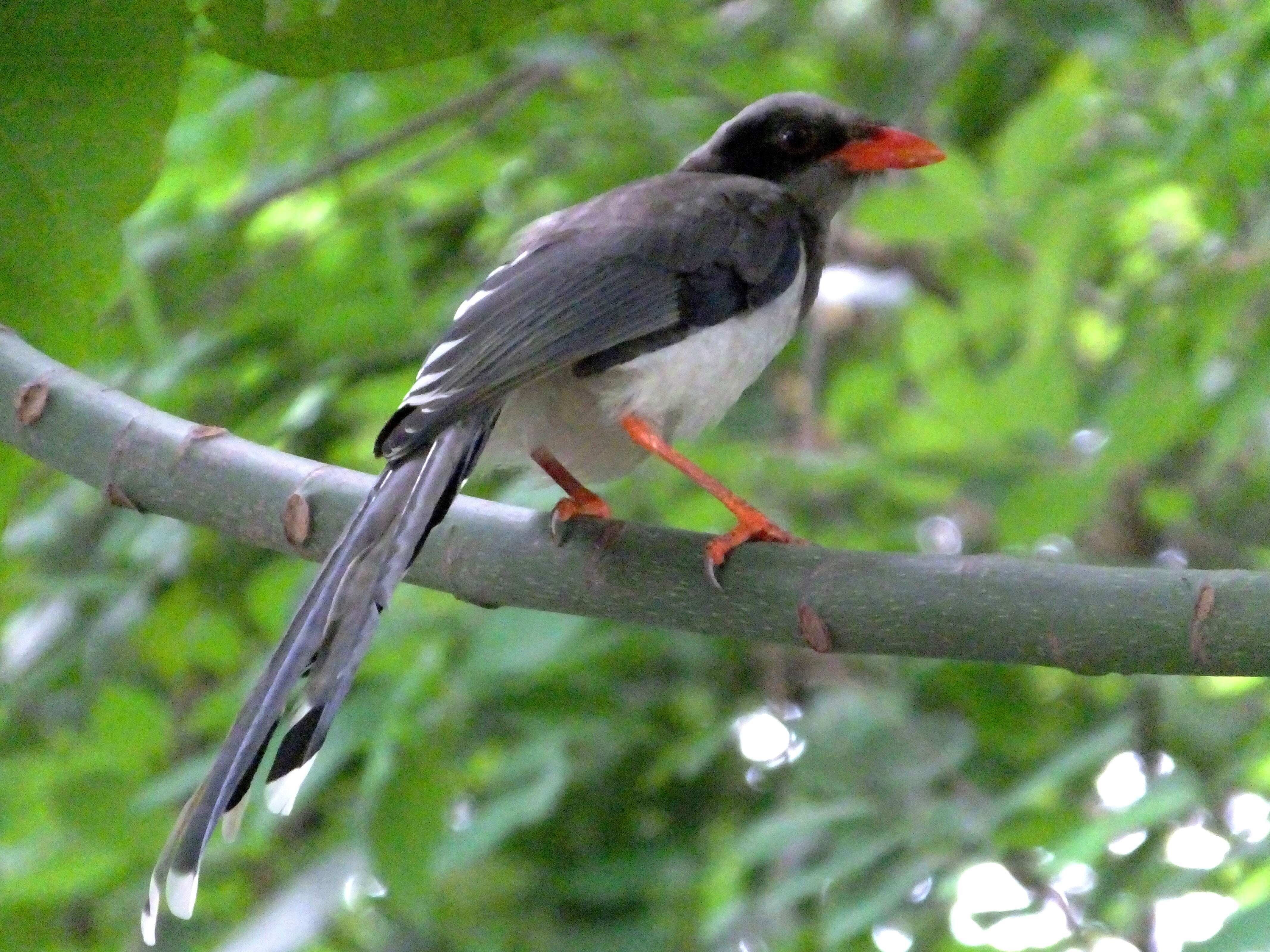 Image of Blue Magpie