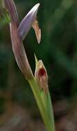 Image of Small-flowered serapias