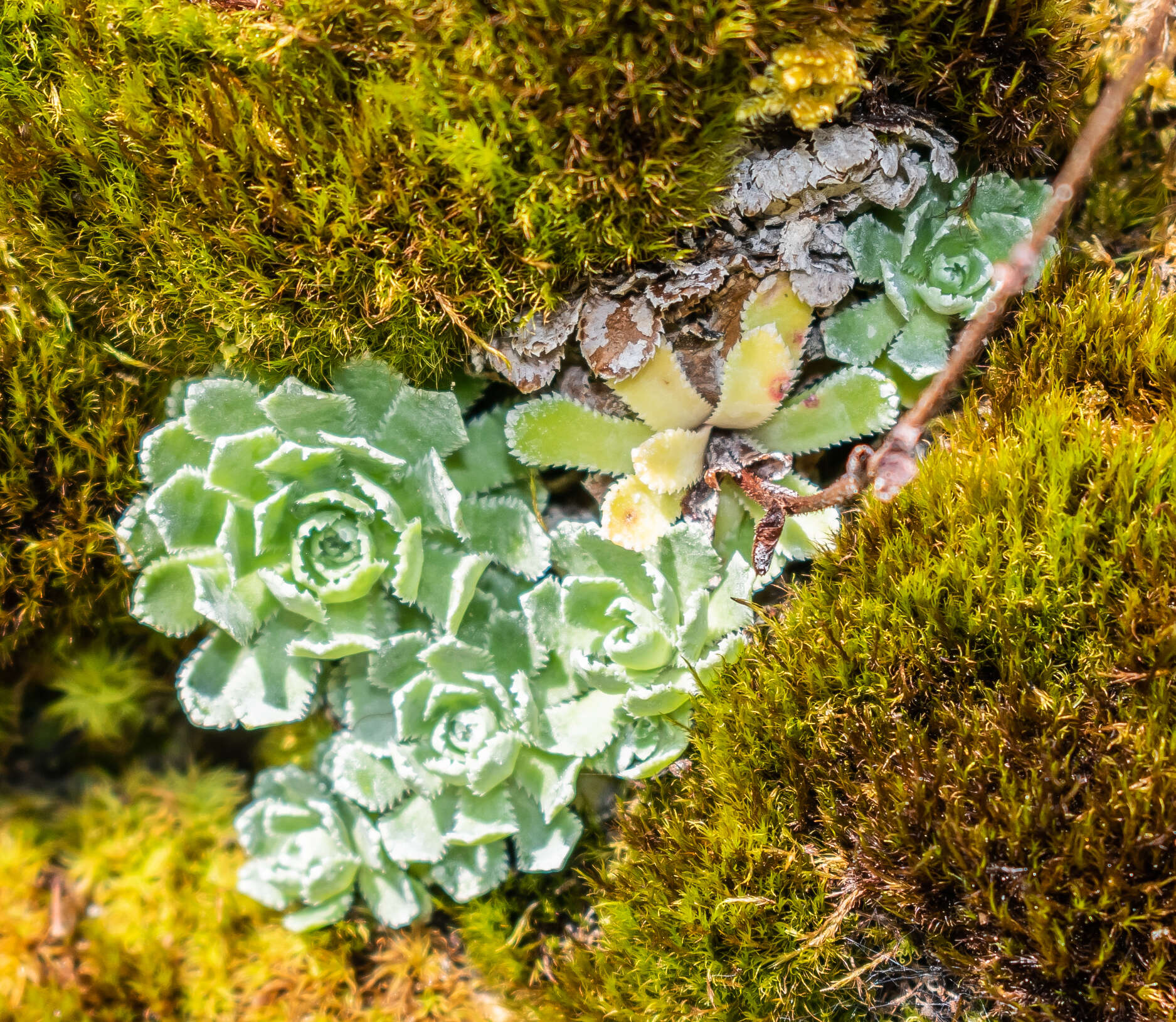 Image of Livelong Saxifrage