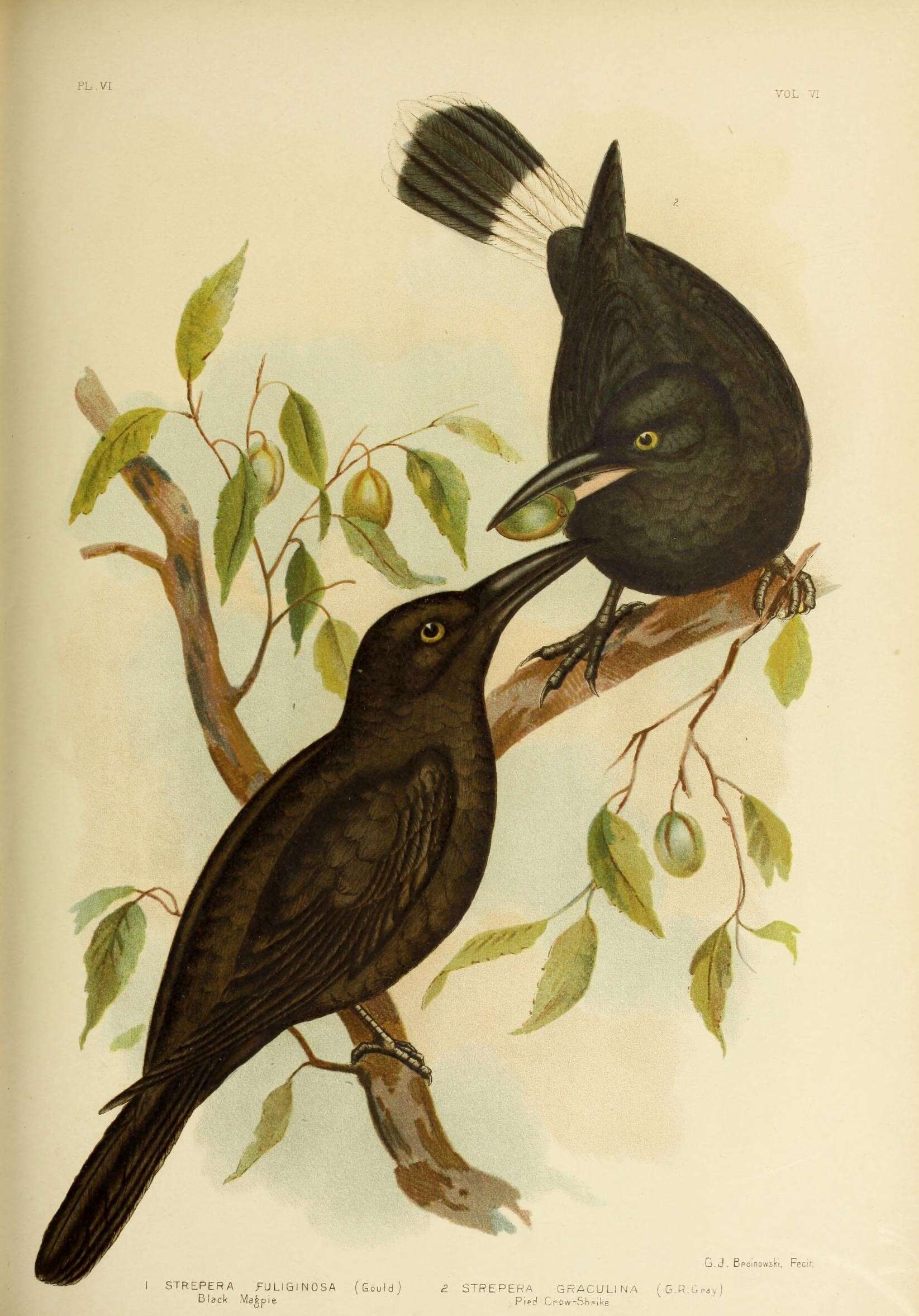 Image of Black Currawong