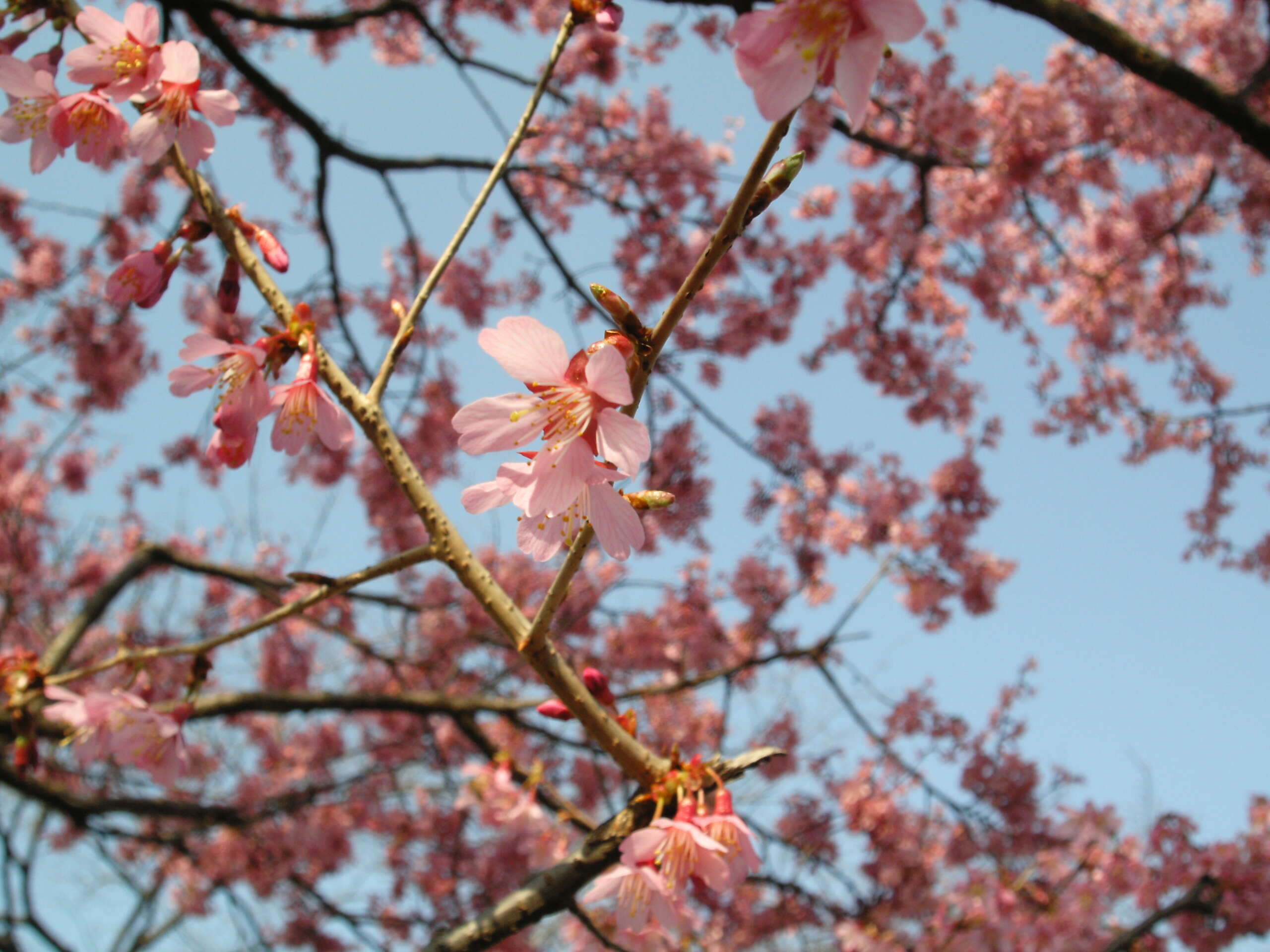 Image of Prunus × incam