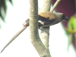 Image of Grey Treepie