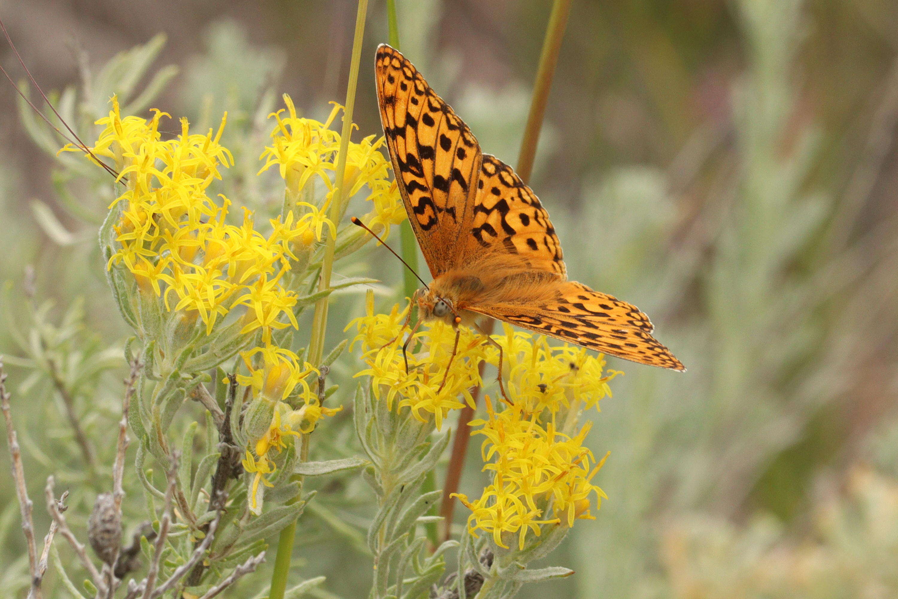 صورة Speyeria coronis Behr 1862