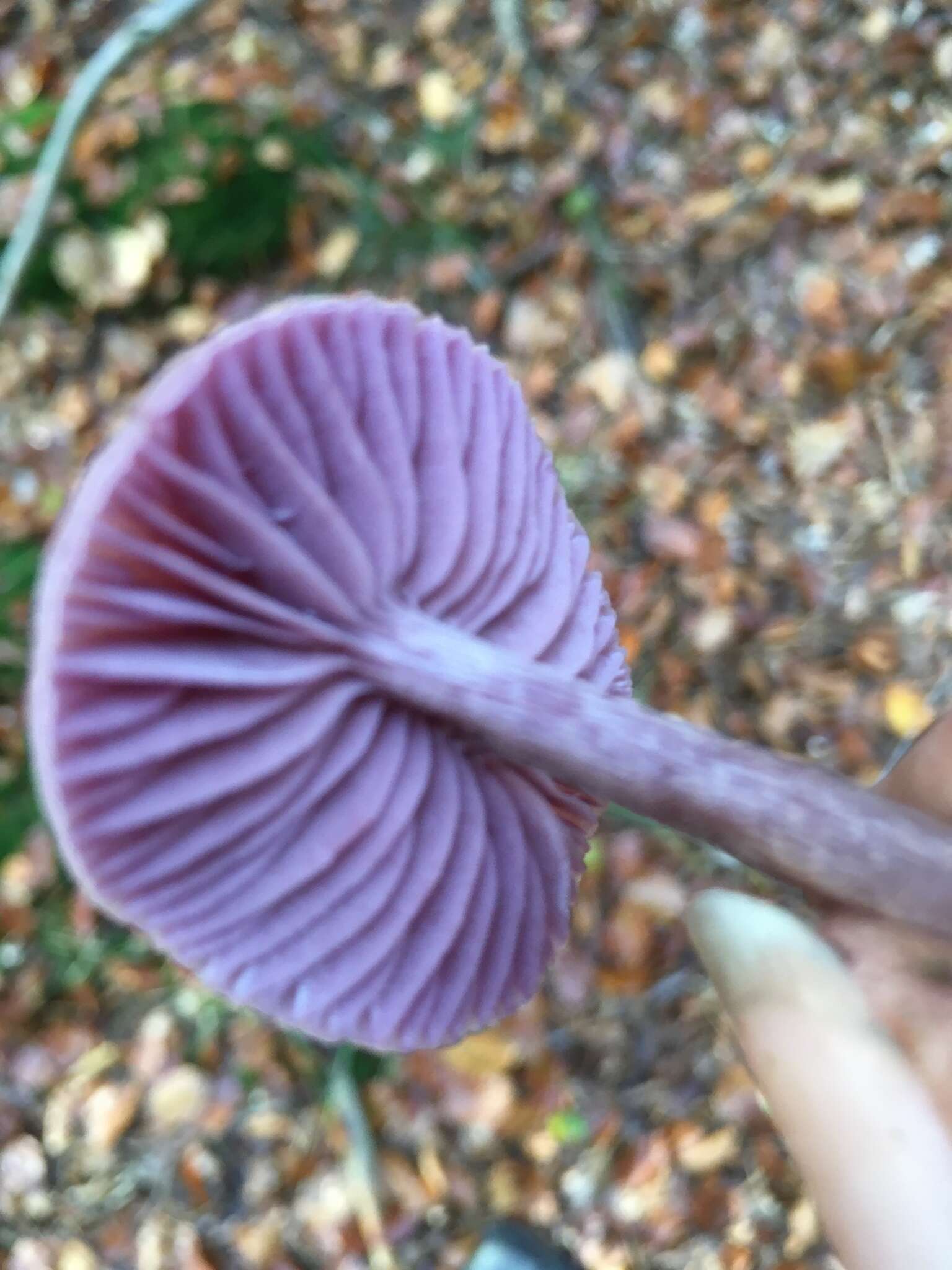 Image of Laccaria amethystina Cooke 1884