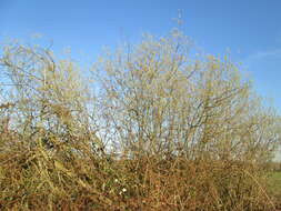 Image of Grey Willow