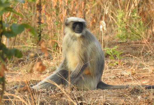 Image of Dussumier's Malabar Langur