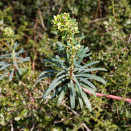 Image of Albanian spurge