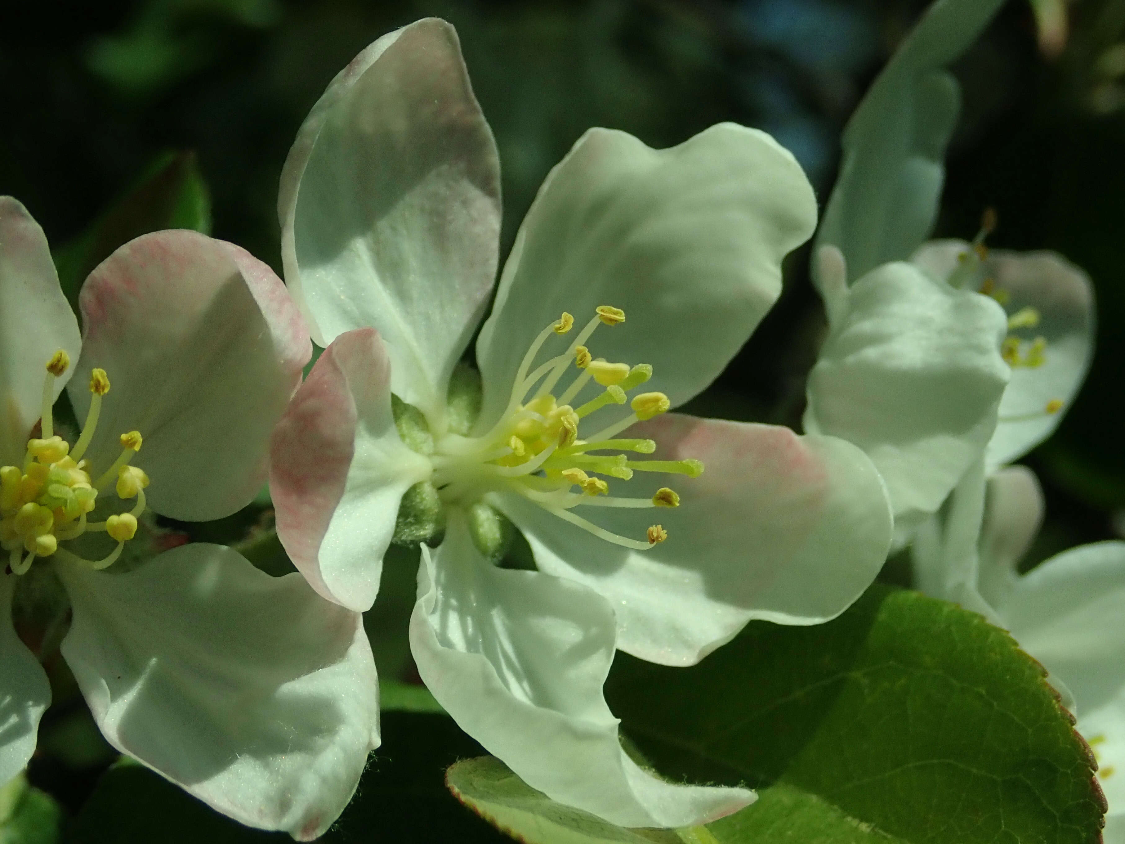 Image of Manchurian crab apple