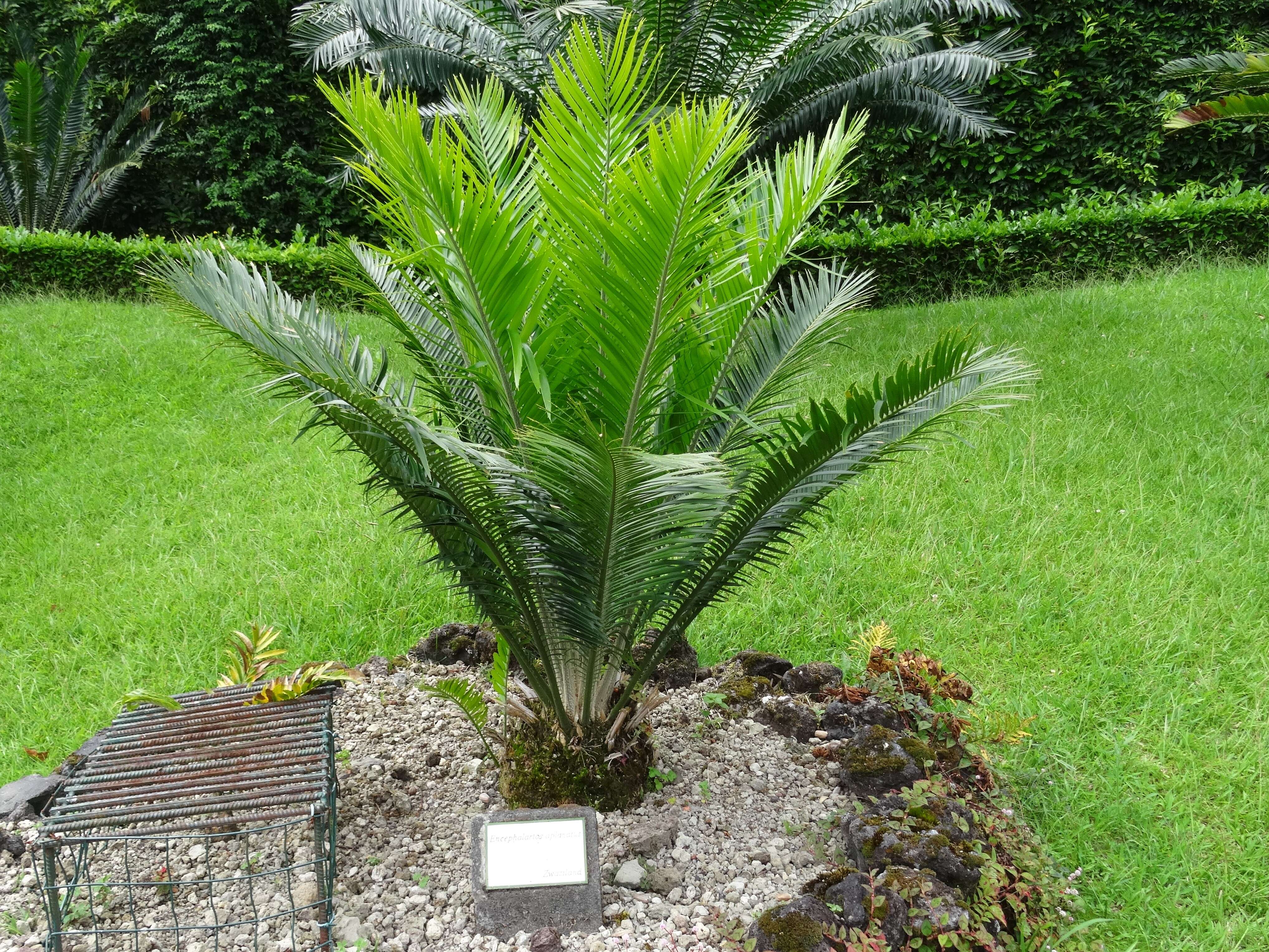 Image of Cycad