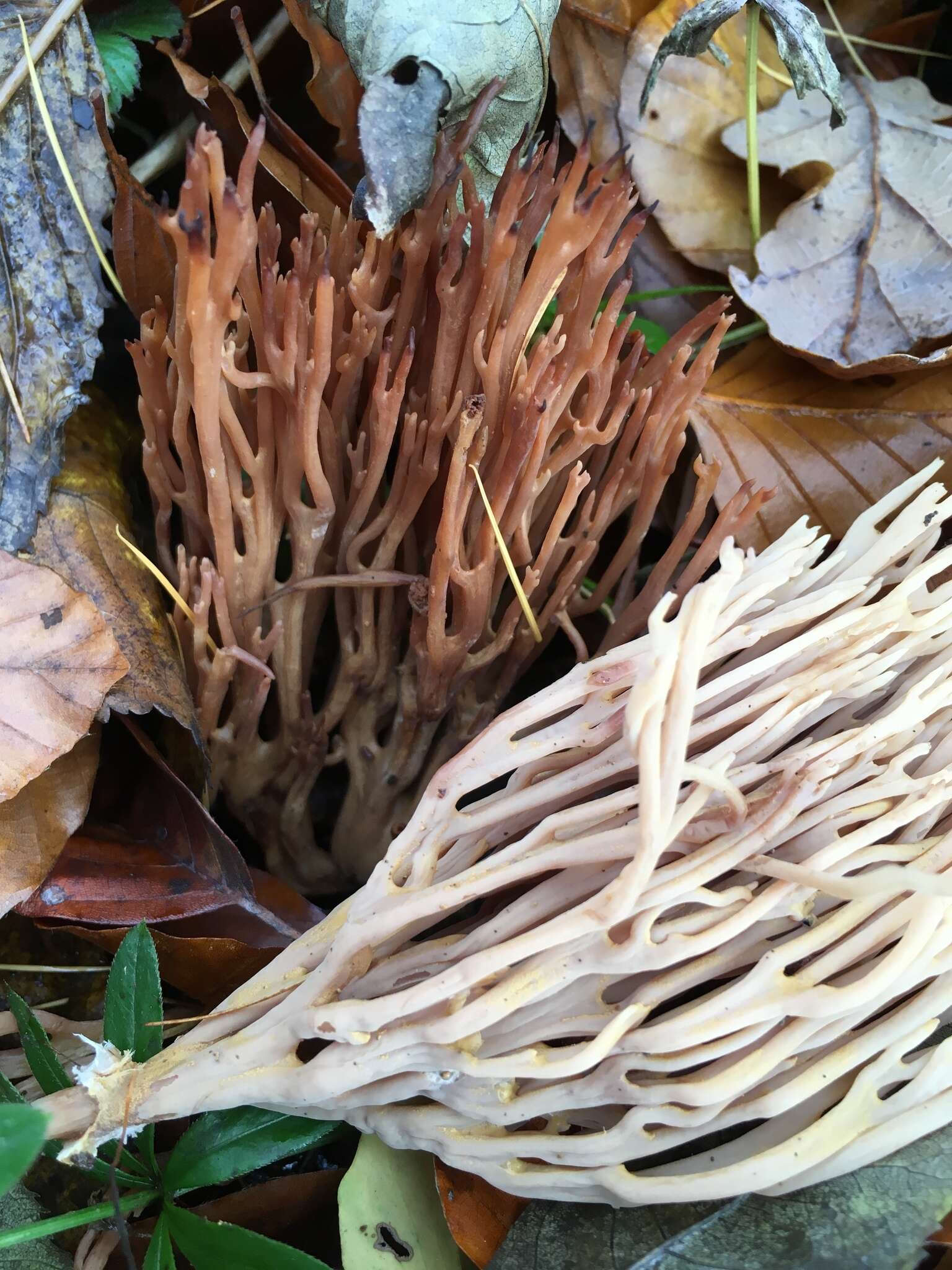 Image de Ramaria stricta (Pers.) Quél. 1888