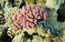 Image of Small giant clam