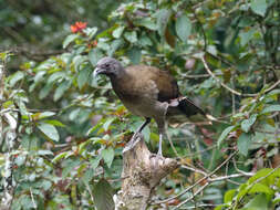 Image of Gray-headed Chachalaca