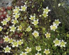 Imagem de Saxifraga aspera L.