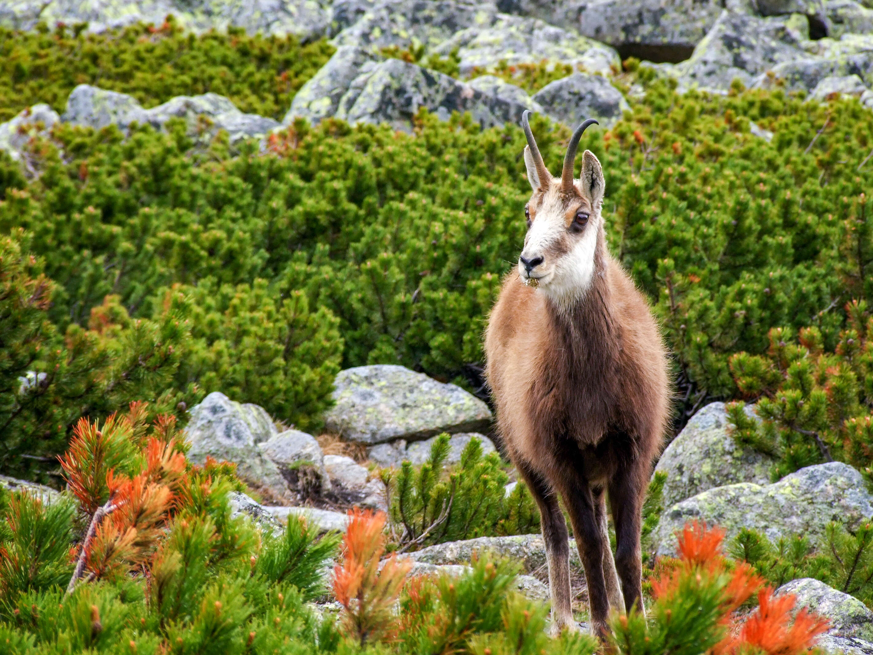 Image of Tatra chamois