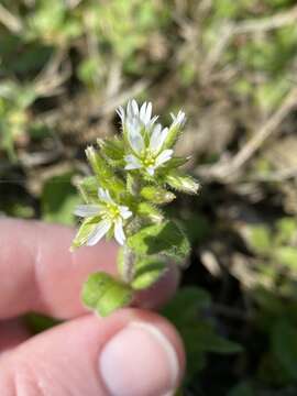 Image of sticky chickweed