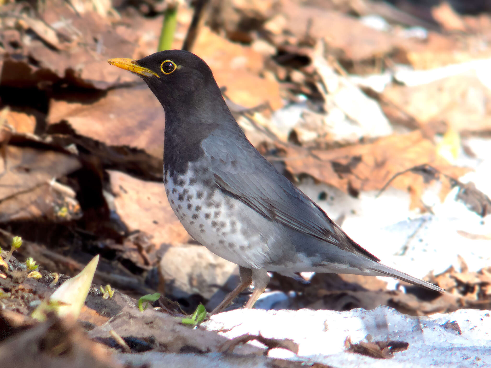 Image of Janpanese Thrush