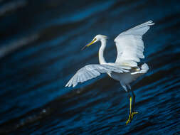 Imagem de Egretta eulophotes (Swinhoe 1860)