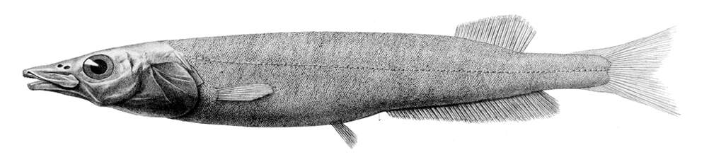 Image of Long-fin Smooth-head