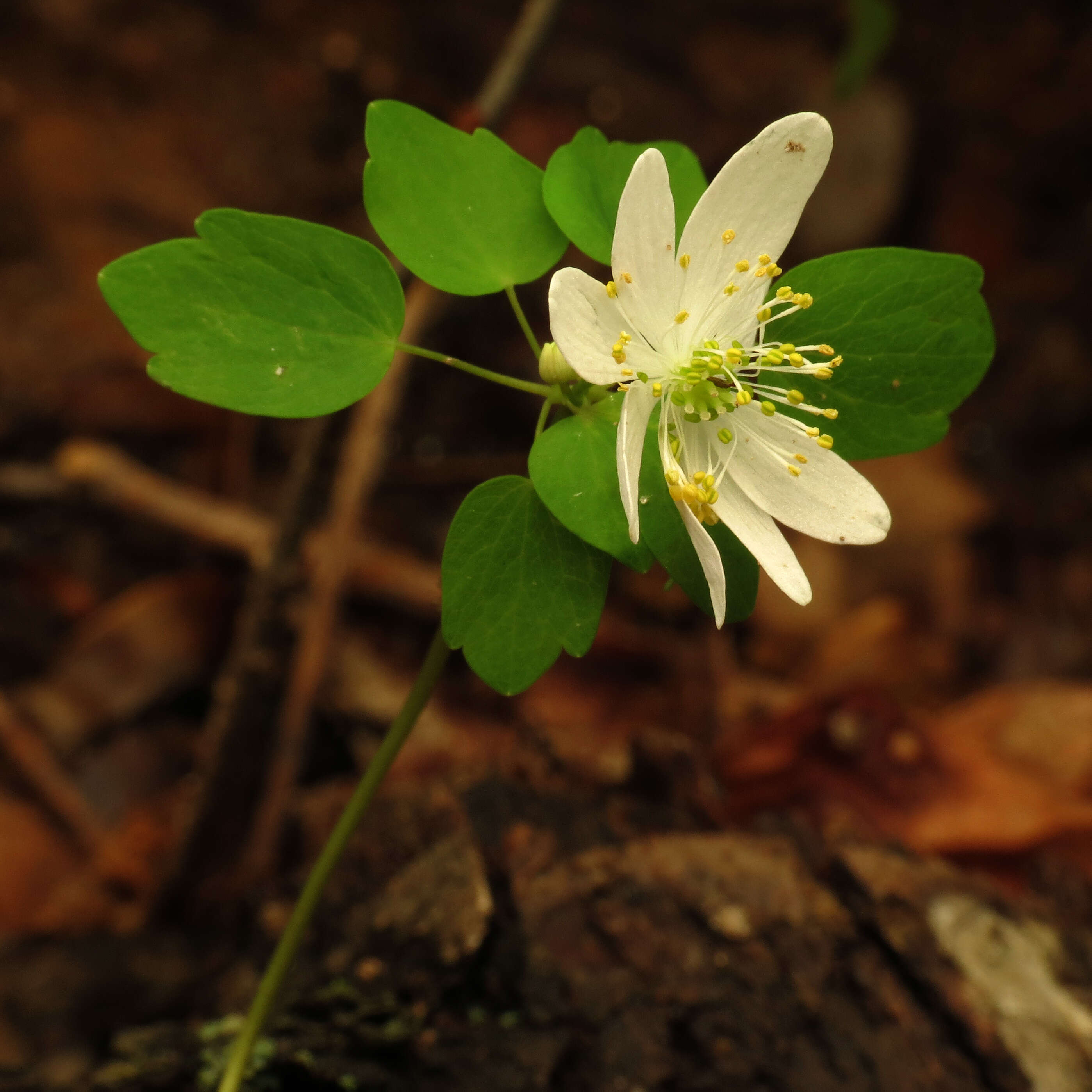 Image of Rue-Anemone