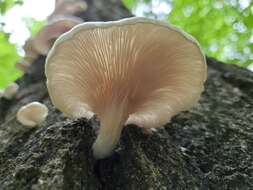 Image of Pleurotus pulmonarius (Fr.) Quél. 1872