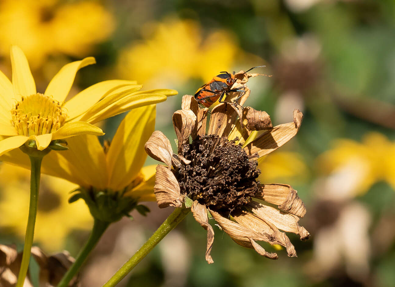 Image of seed bugs