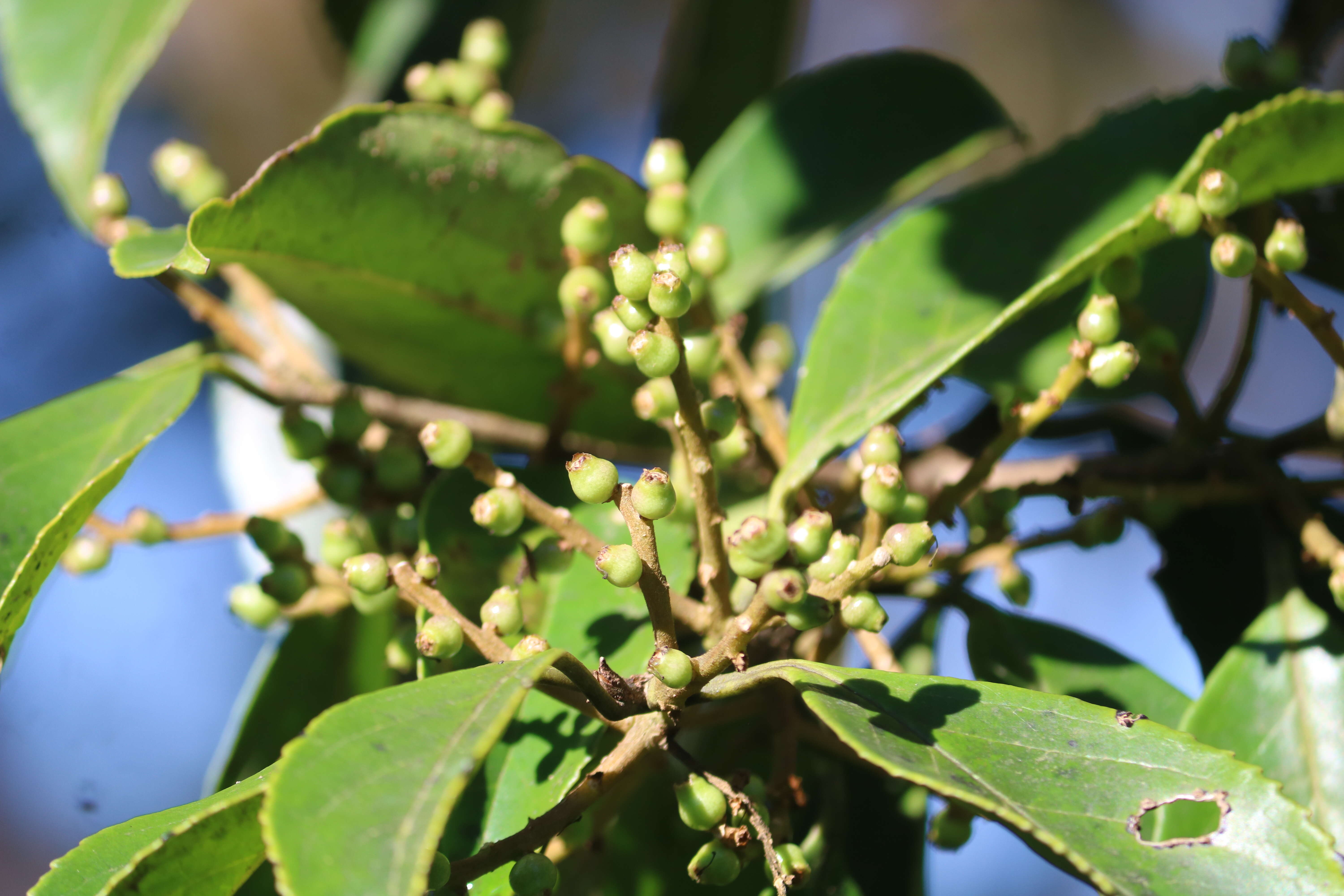 Image of Symplocos cochinchinensis (Lour.) Moore