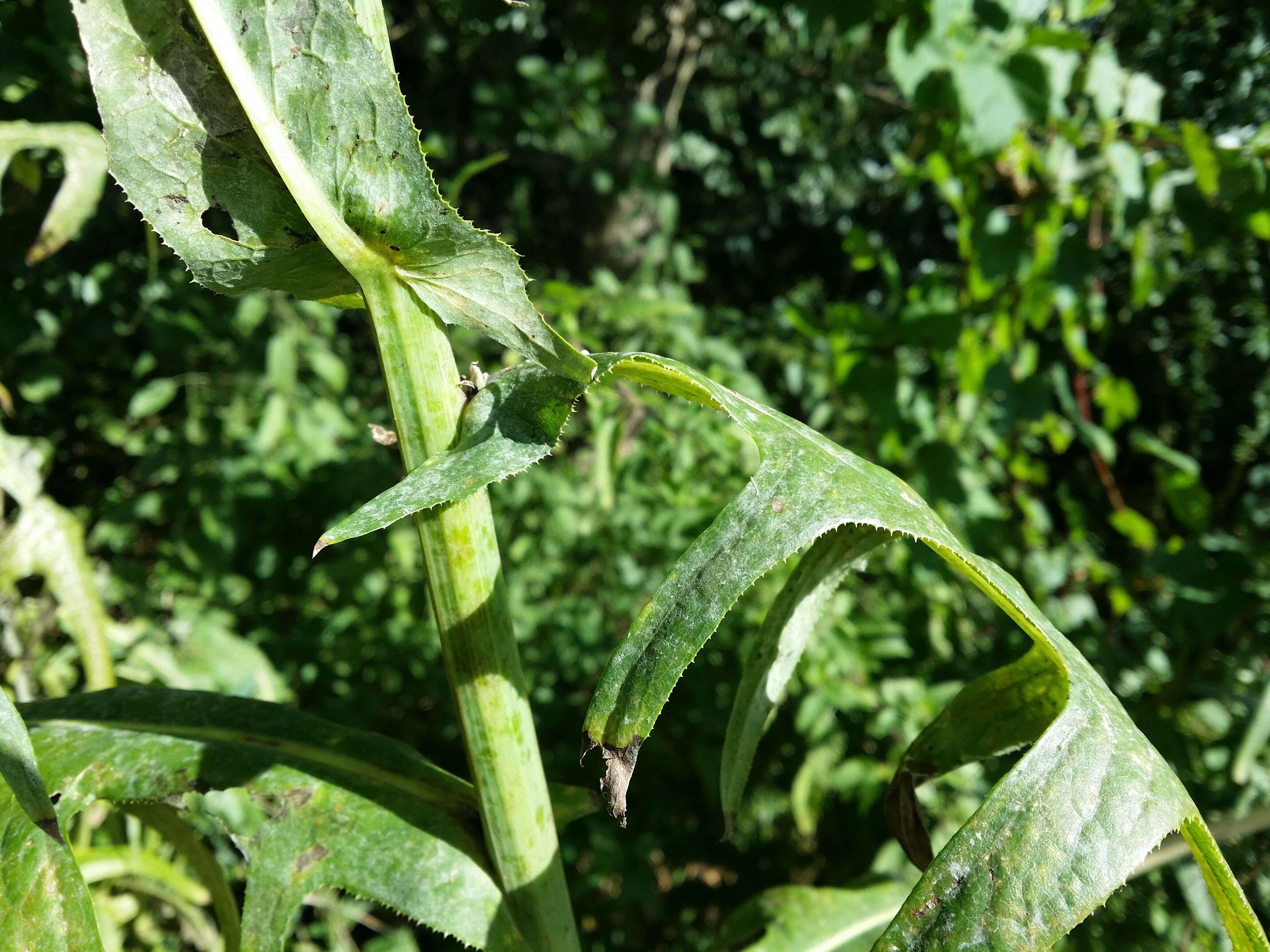 Image of marsh sow-thistle