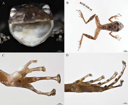 Image of Yucatan Rainfrog