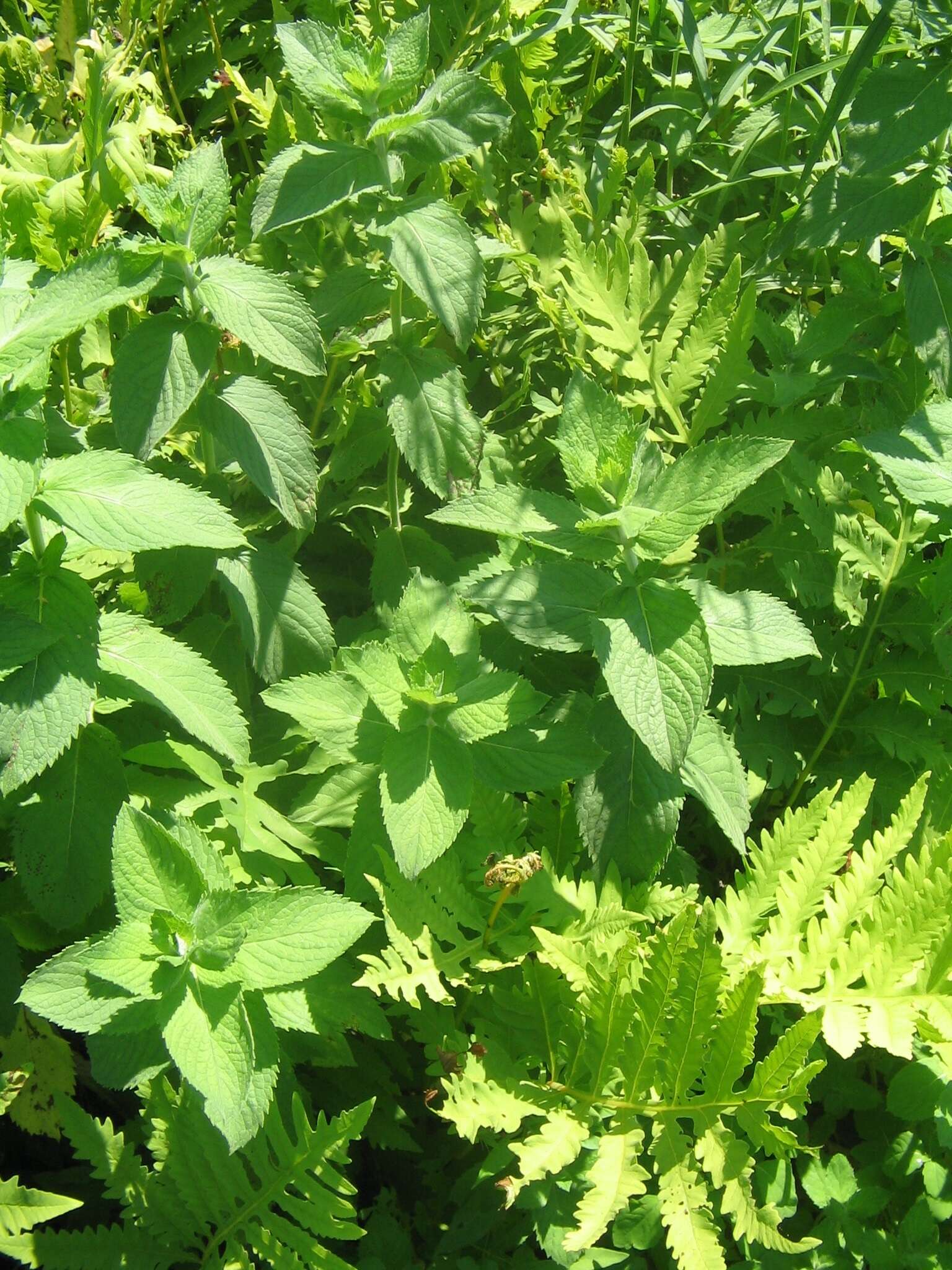 Image of Apple Mint