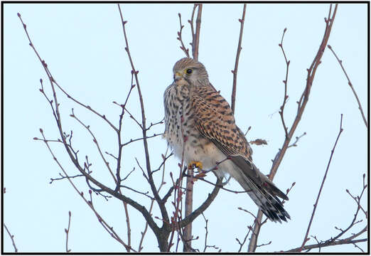 Image of kestrel, common kestrel