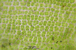 Image of tortula moss