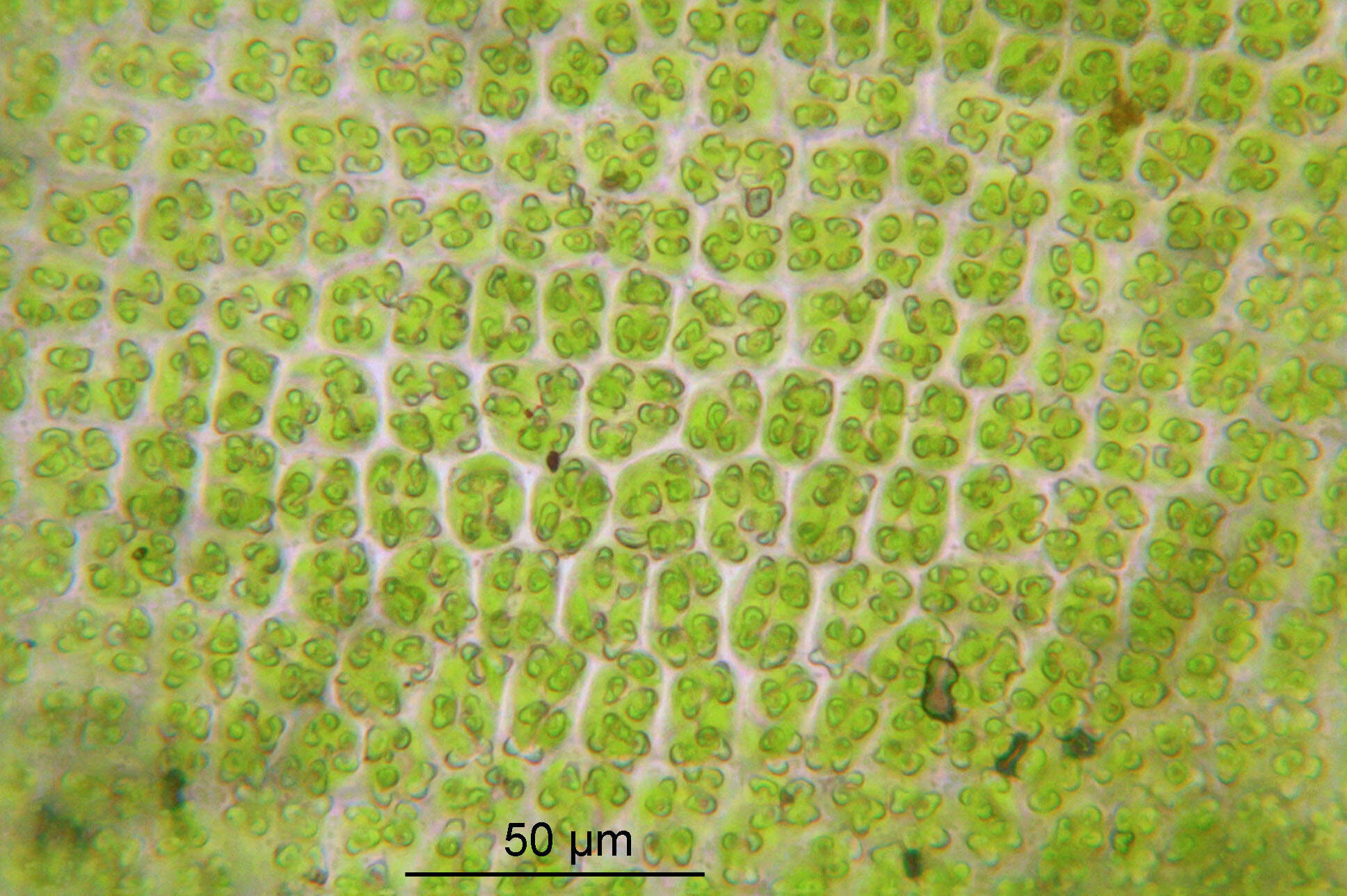 泛生牆苔的圖片