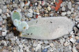 Image of Echeveria pulvinata Rose