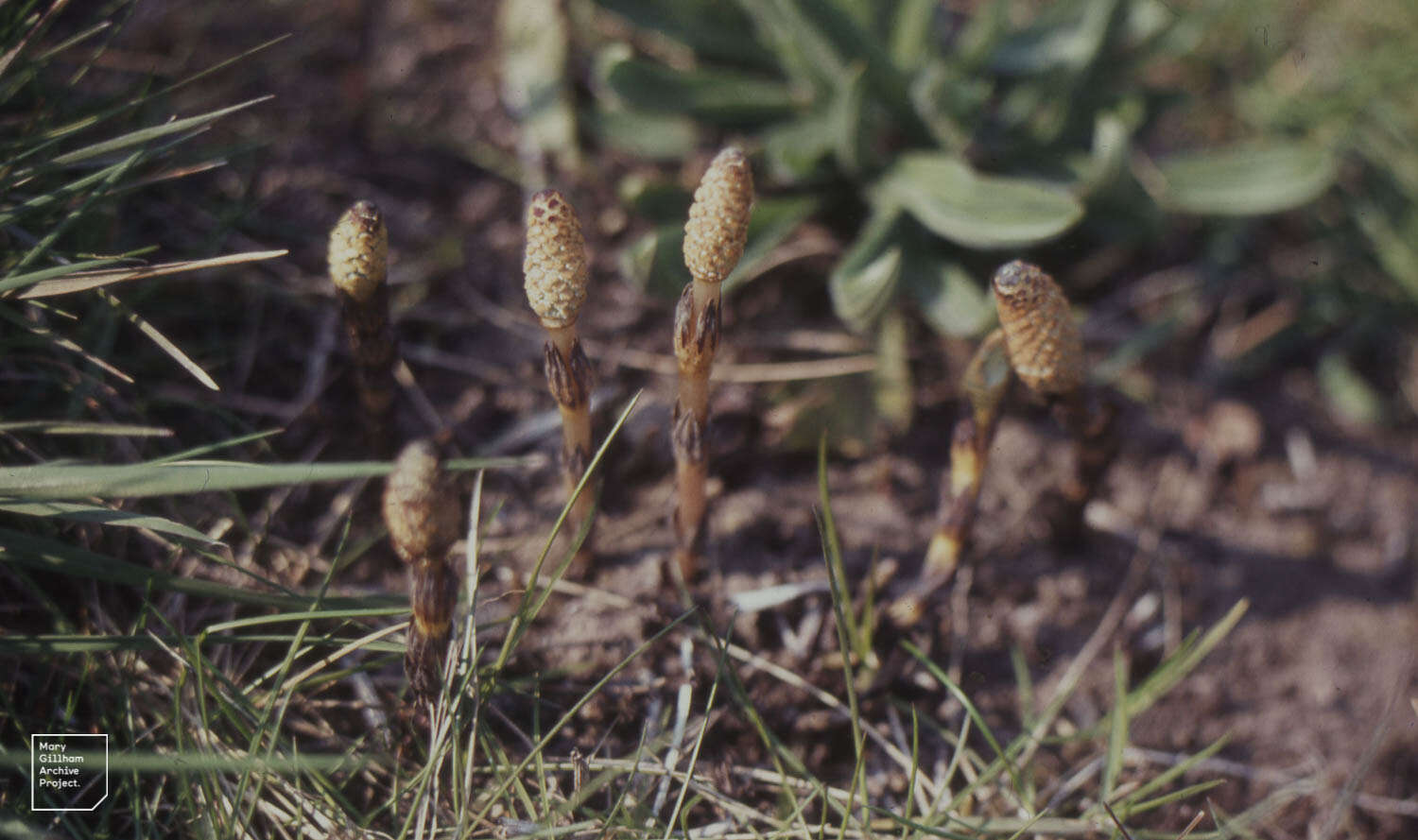 Image of field horsetail