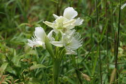 Слика од Pecteilis gigantea (Sm.) Raf.