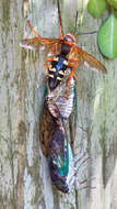 Image of Cicadas, Leafhoppers, and Treehoppers