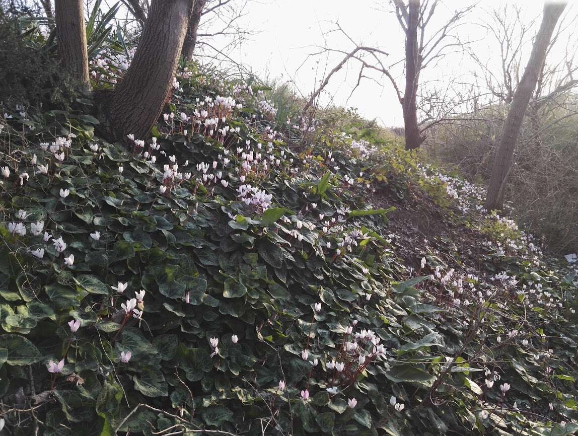 Image of Cyclamen cilicium Boiss. & Heldr.