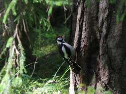 Image of Great Spotted Woodpecker