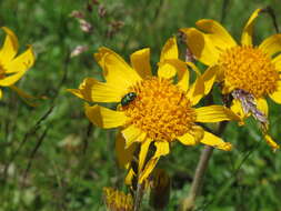 Image of mountain arnica