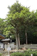 Image of Japanese Hemlock
