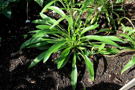 Image of Missouri orange coneflower